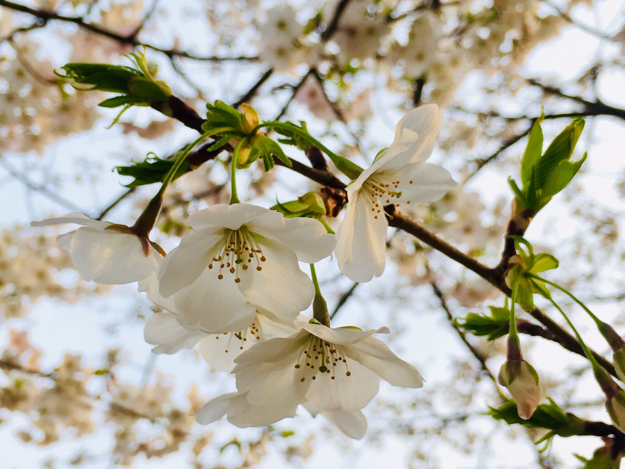 多摩市に咲く桜