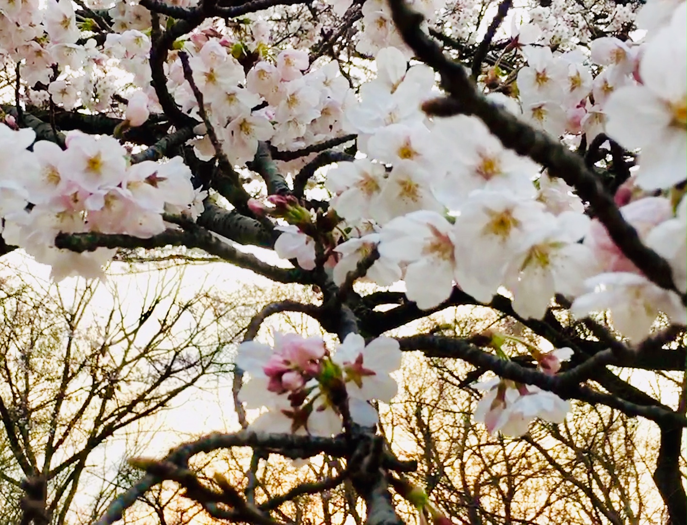 桜ヶ丘公園の桜と夕日