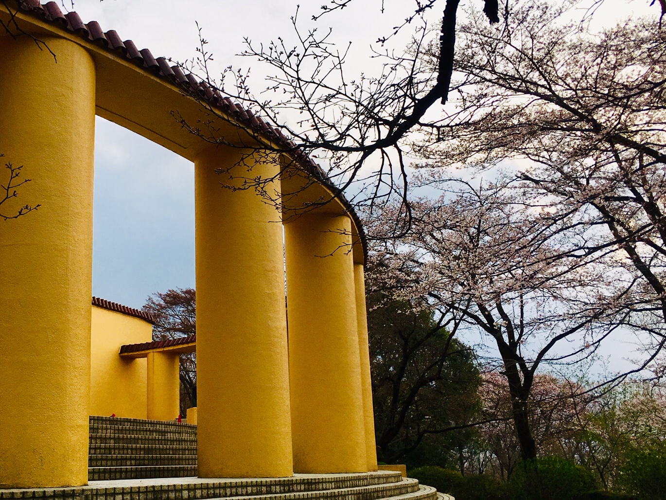 旧多摩聖蹟記念館と桜