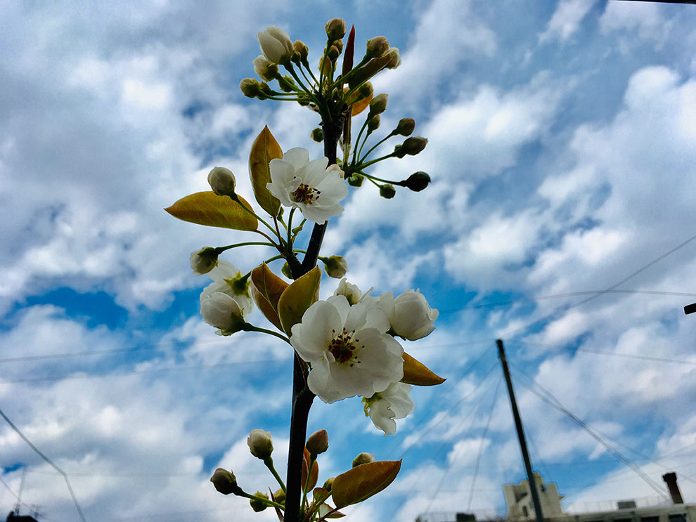 稲城市梨の花と空