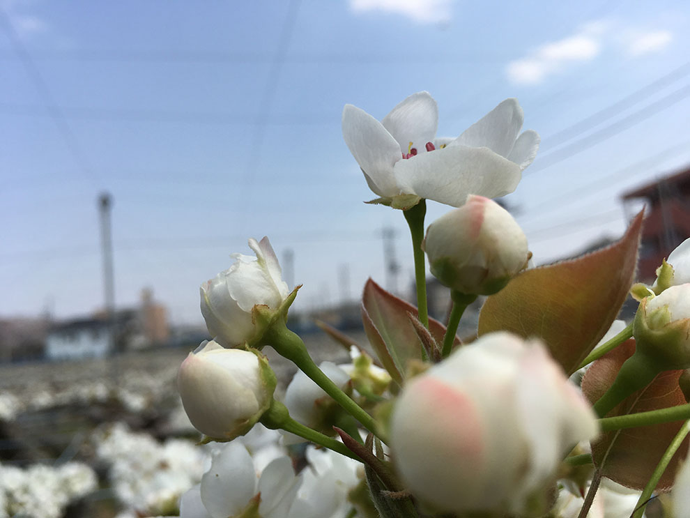 稲城市梨は４月ごろこんな可愛い花を咲かせていました