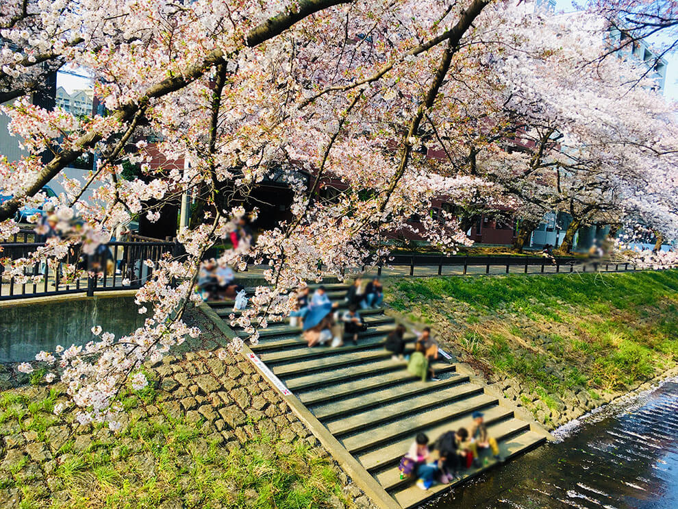乞田川の桜と堤防