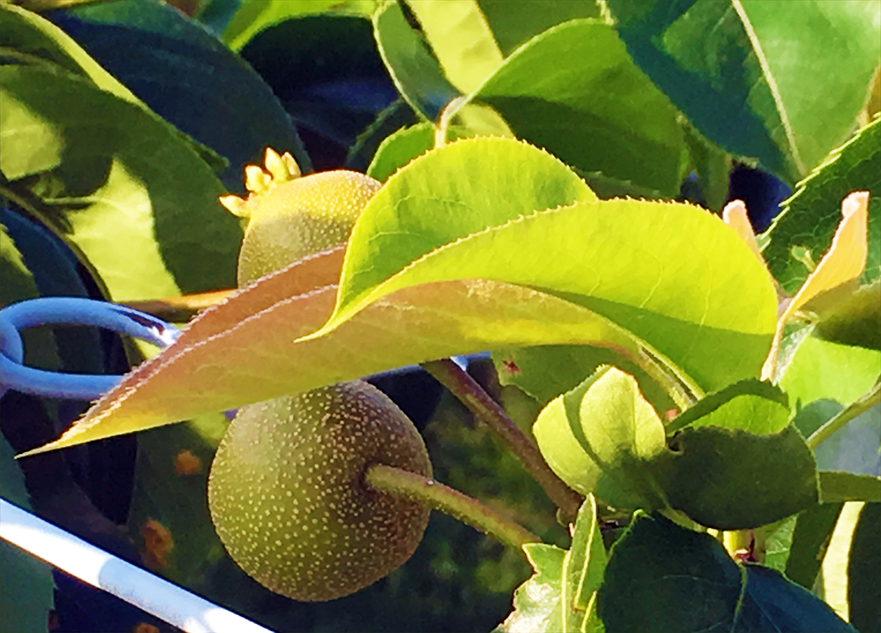稲城市で小さな梨の実がなりはじめています