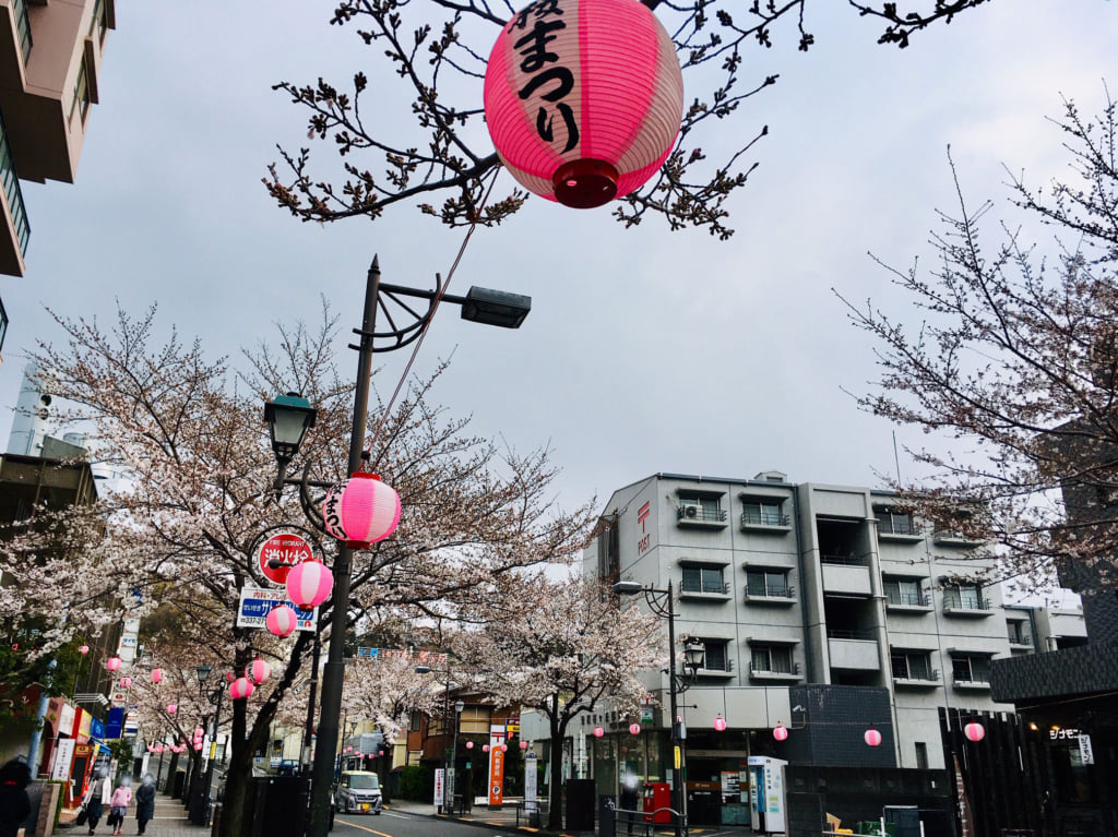 せいせき桜まつり会場のさくら通り