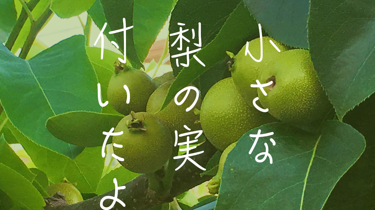 稲城市で小さな梨の実がなりはじめています