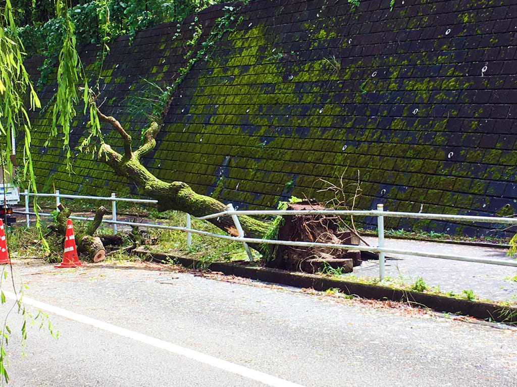 多摩市の道に倒木