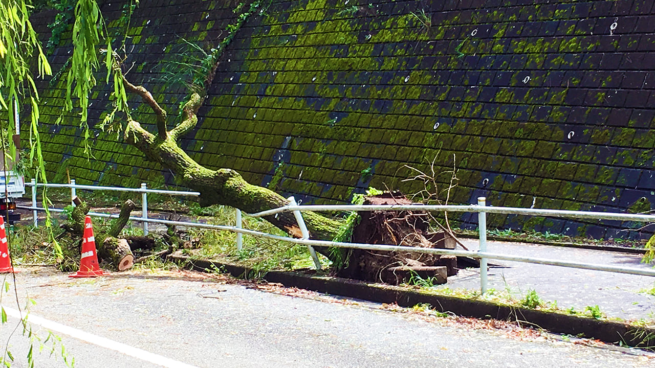 多摩市の道に倒木