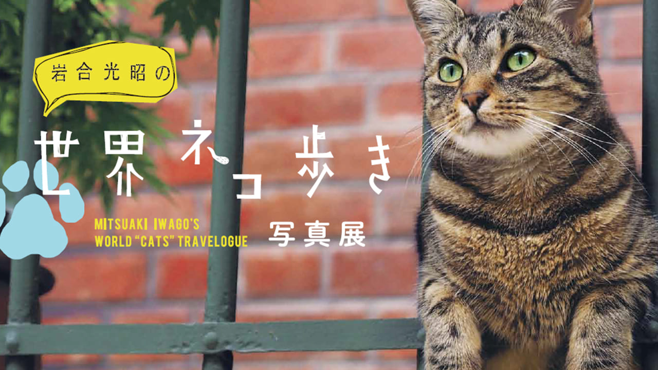 せいせき・ねこフェス3月に開催！岩合光昭の世界ネコ歩き写真展も同時開催