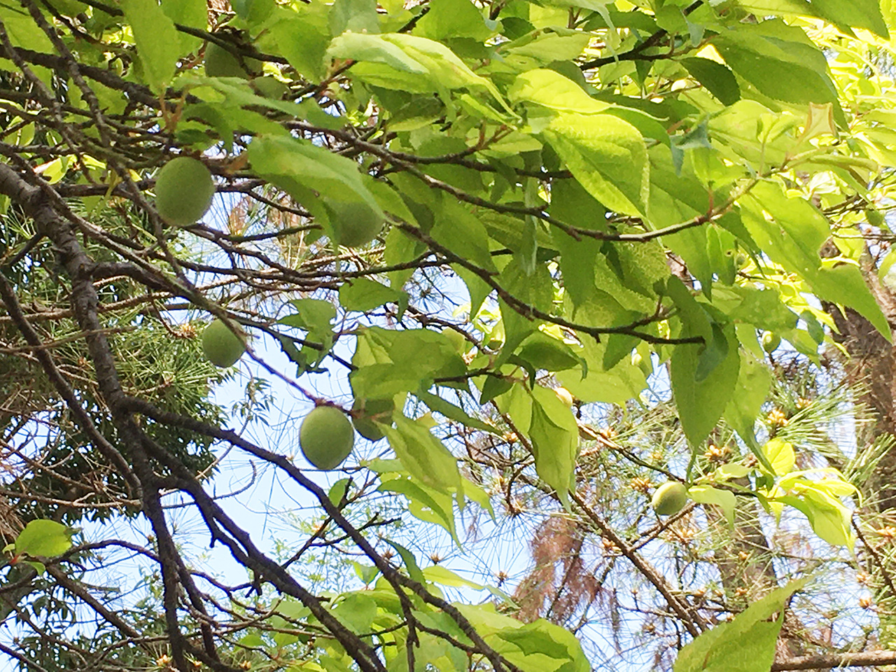 多摩市 多摩市内で小さな梅の実がつき始めております 号外net 多摩市 稲城市