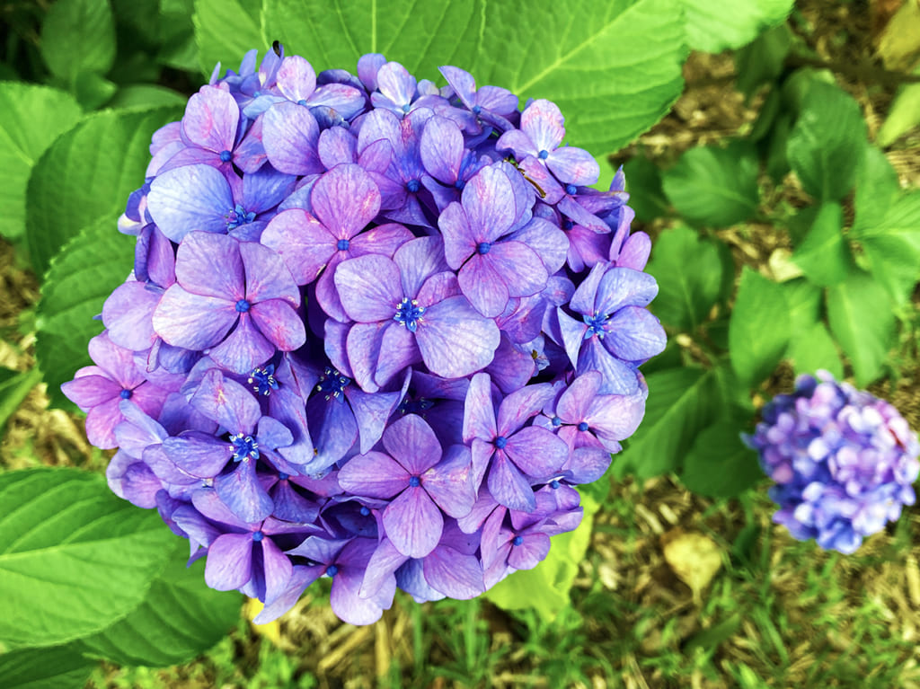 意外と多い紫陽花スポット！多摩市の各地でアジサイが見頃