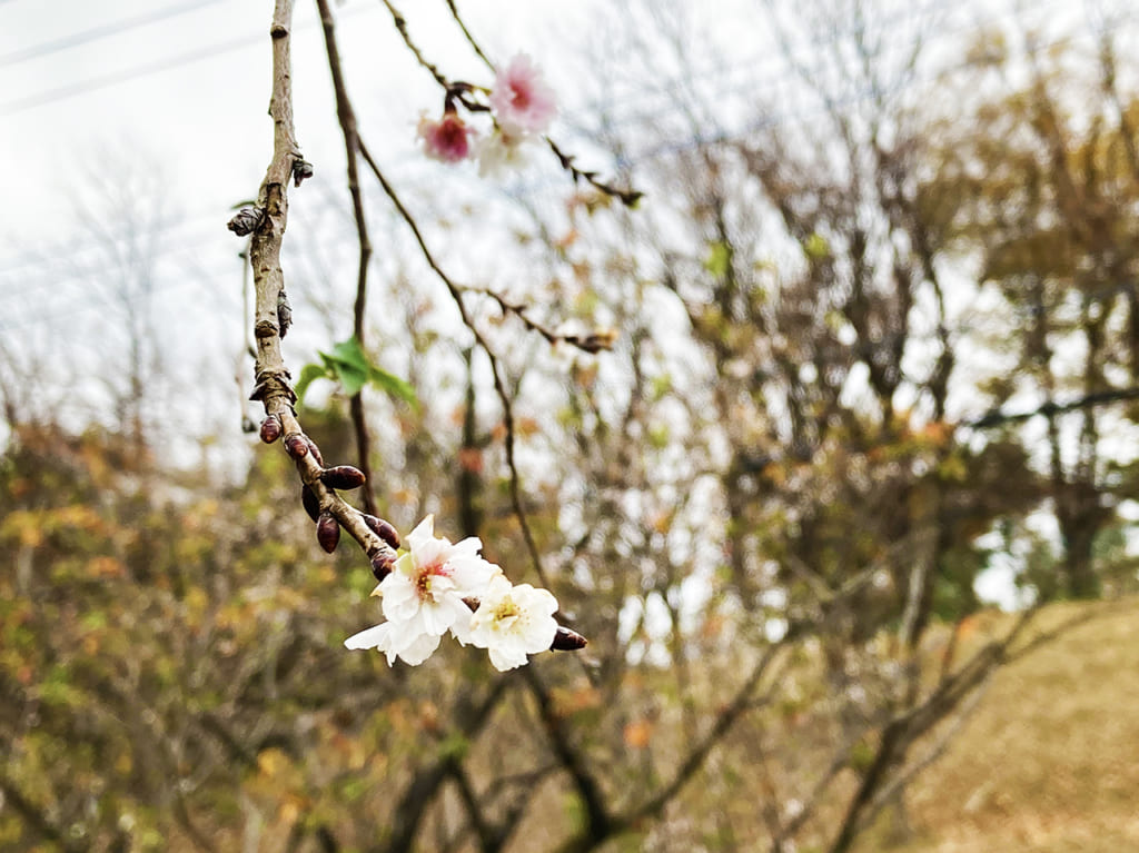 永山さくら通りのジュウガツザクラ