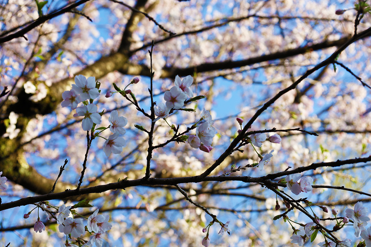 一本杉公園通りの桜