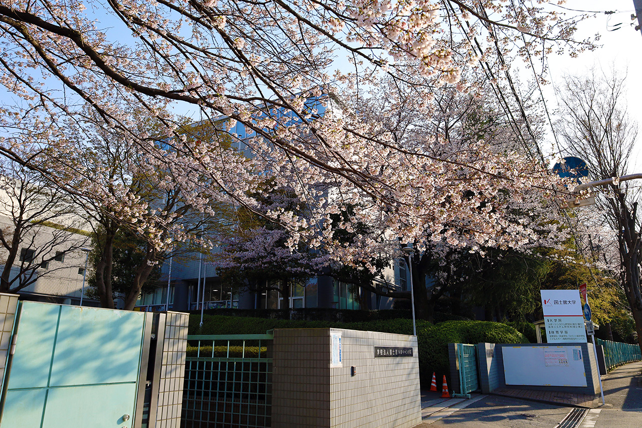 国士館大前の桜