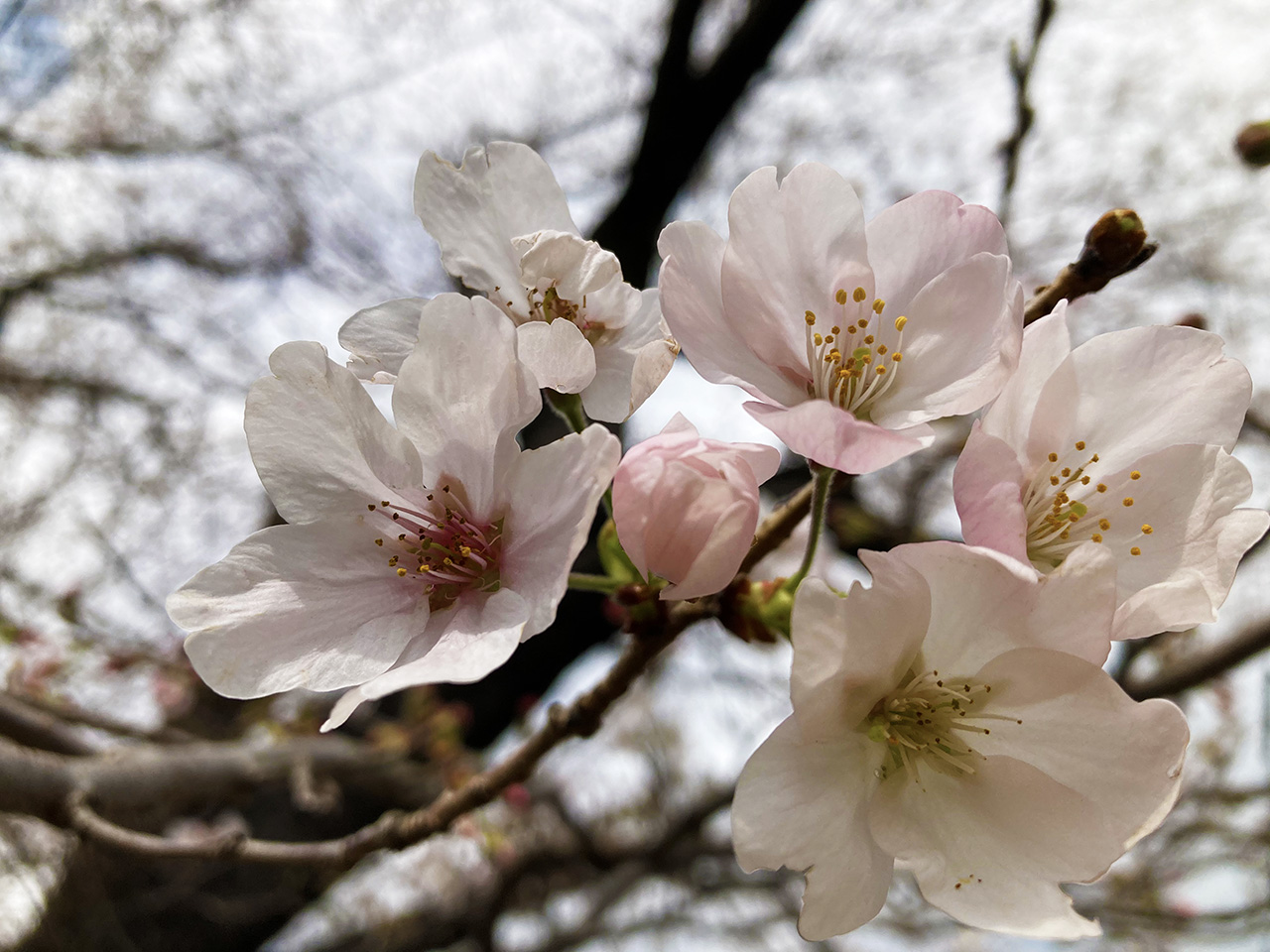 2021年3月22日多摩市の桜