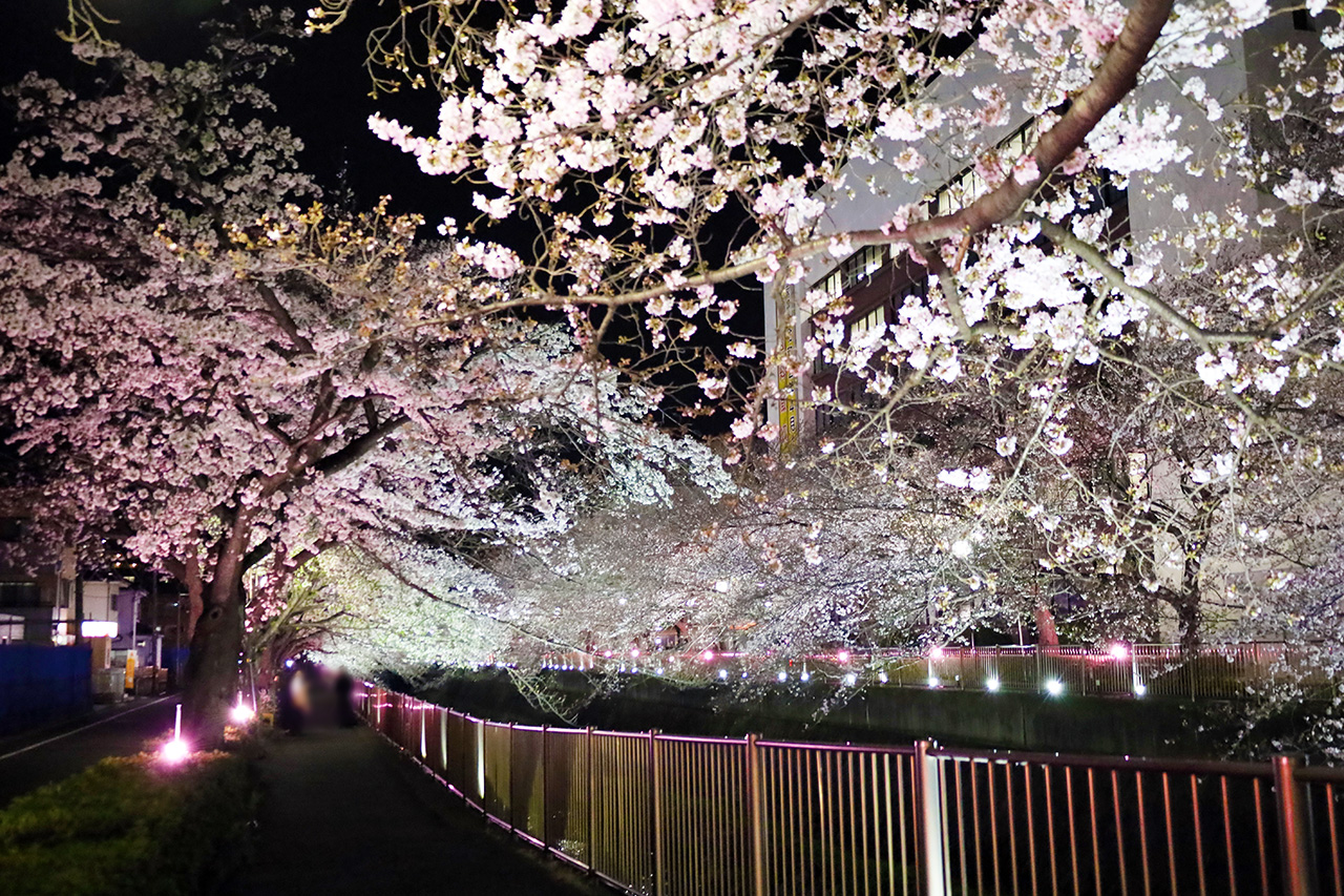 第11回桜・梨の花まつりのライトアップが見頃です