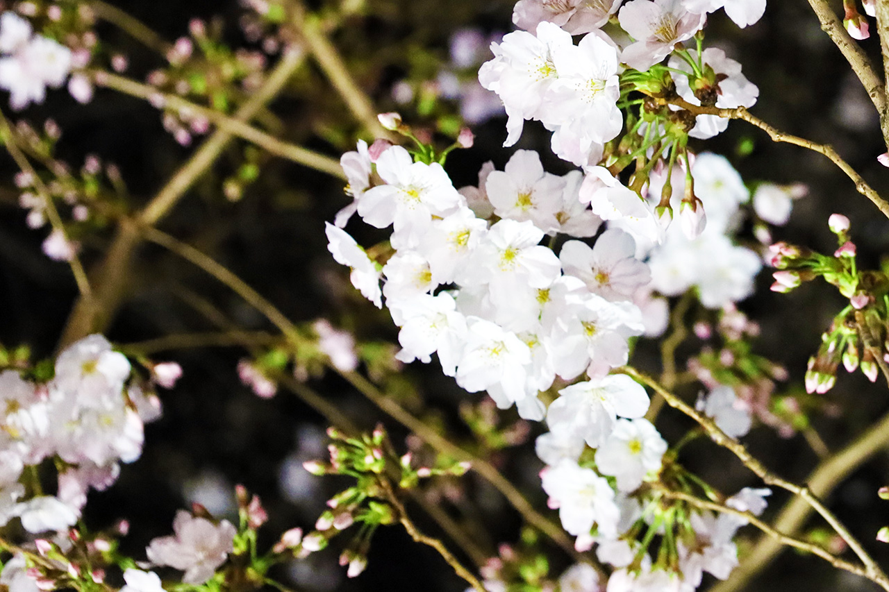 第11回桜・梨の花まつりのライトアップが見頃です