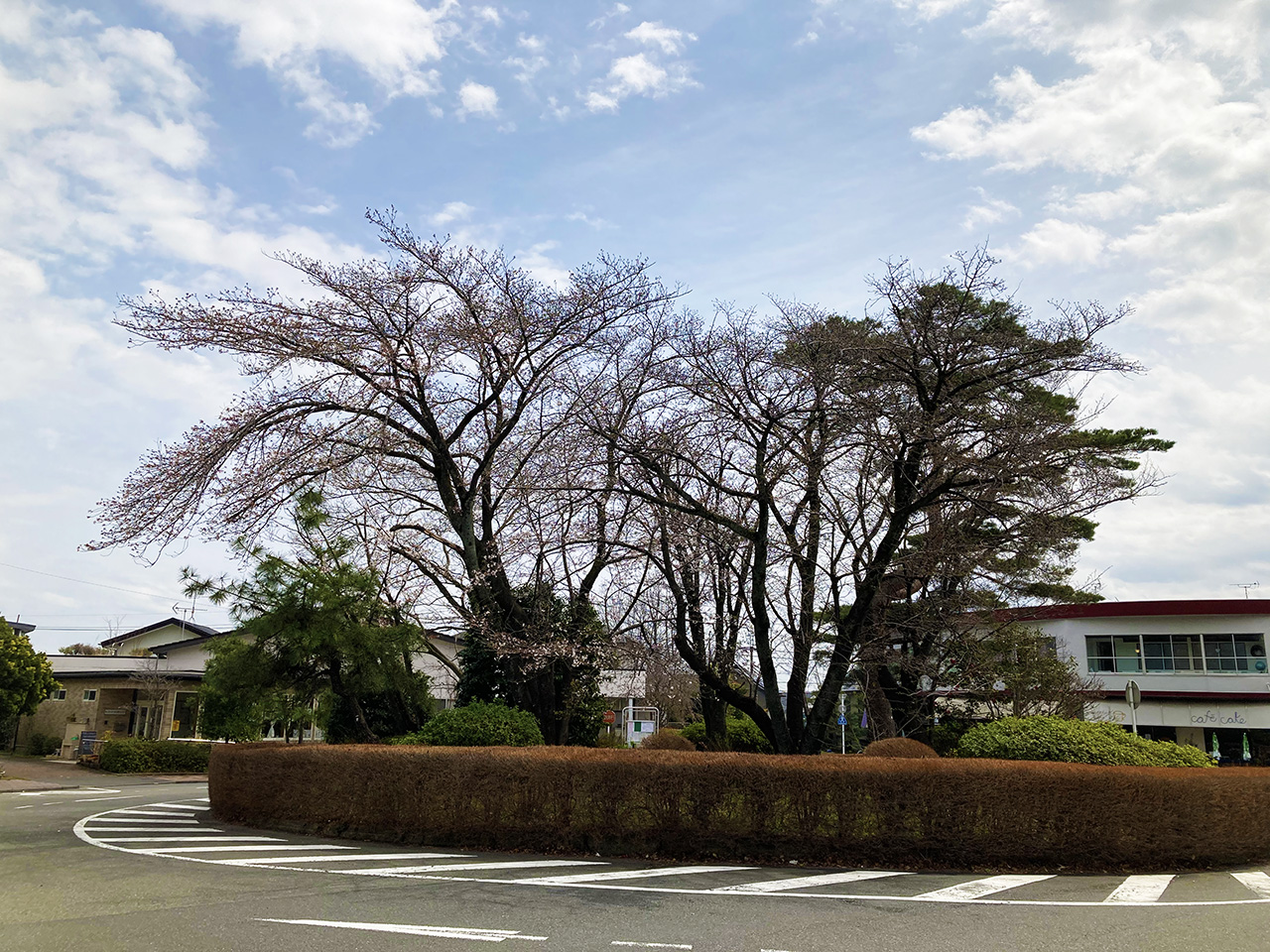 桜ヶ丘ロータリー