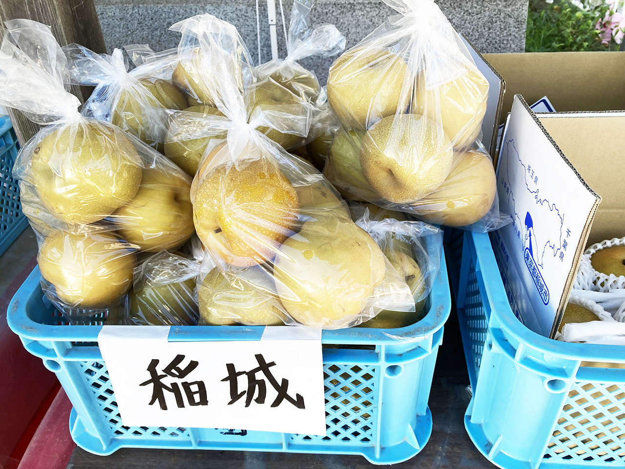 梨の季節到来♪稲城市内の梨直売所が大変盛り上がってます！