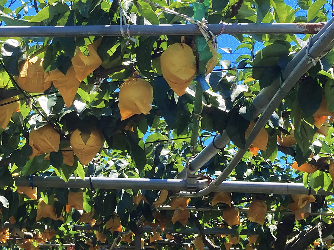 梨の季節到来♪稲城市内の梨直売所が大変盛り上がってます！