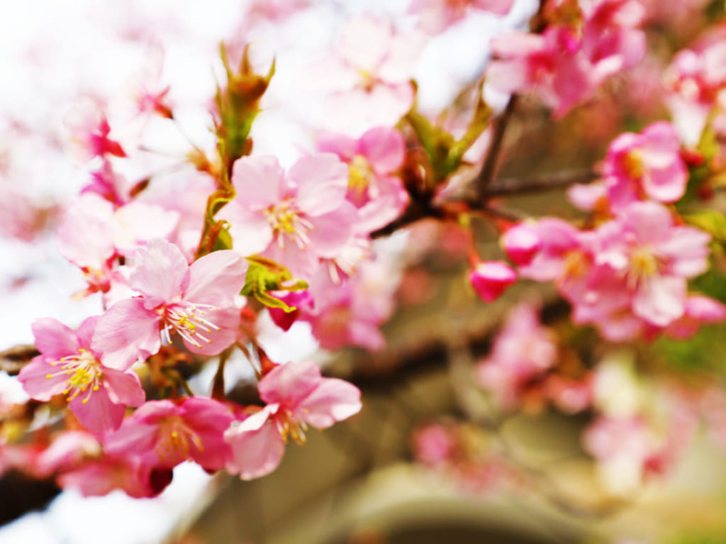 桜と梅が一度に！上谷戸親水公園の河津桜が開花しています・梅も見頃♪