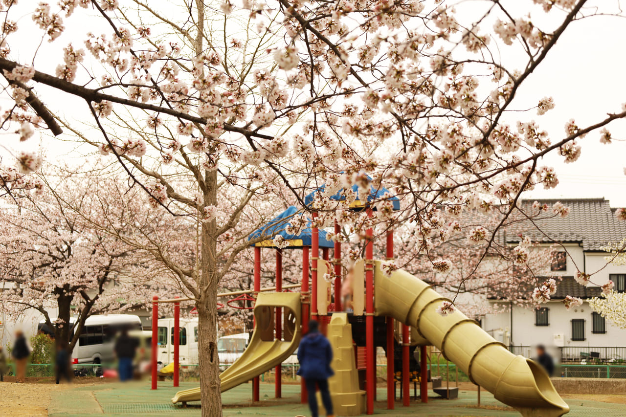 多摩川河川敷の桜が見頃に！花とキッチンカーグルメを堪能♪