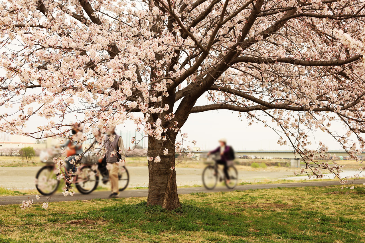 多摩川河川敷の桜が見頃に！花とキッチンカーグルメを堪能♪