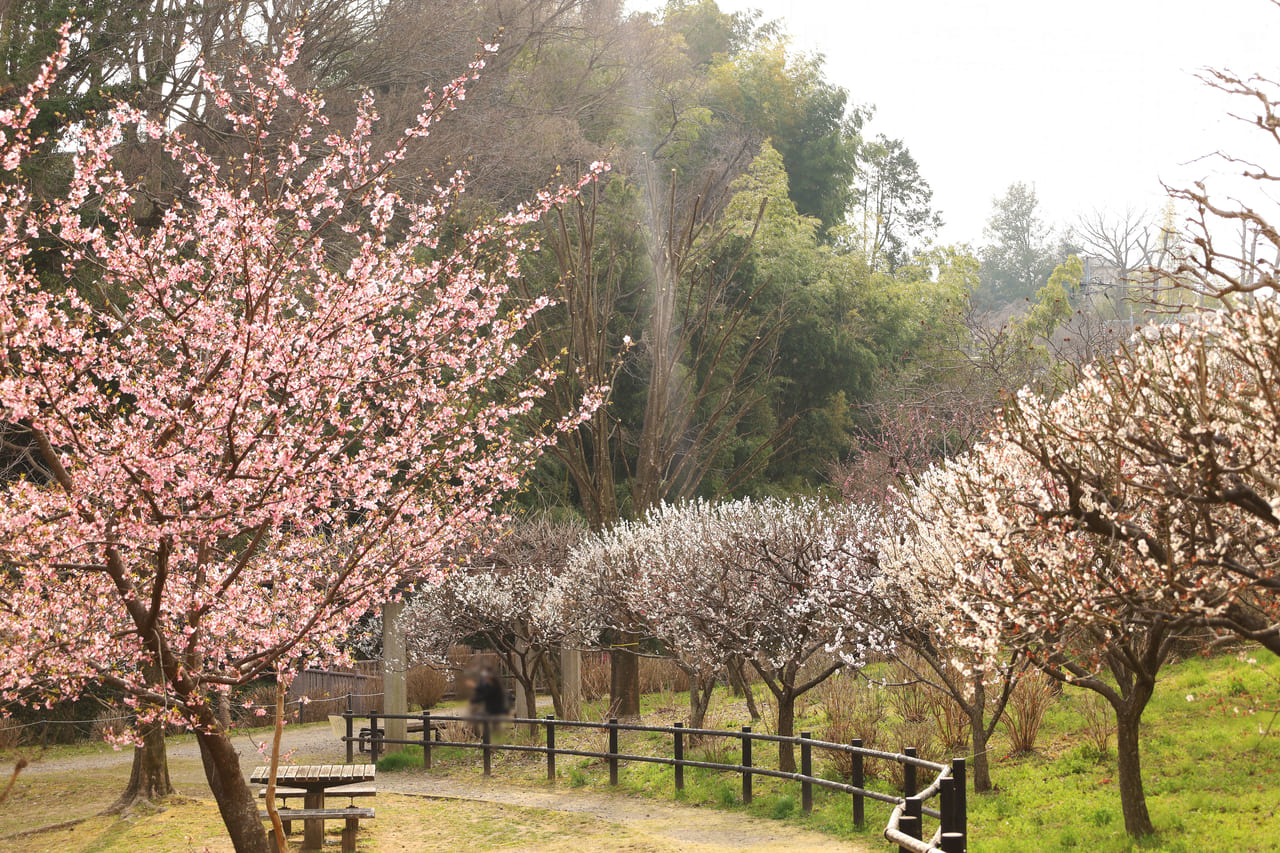桜と梅が一度に！上谷戸親水公園の河津桜が開花しています・梅も見頃♪