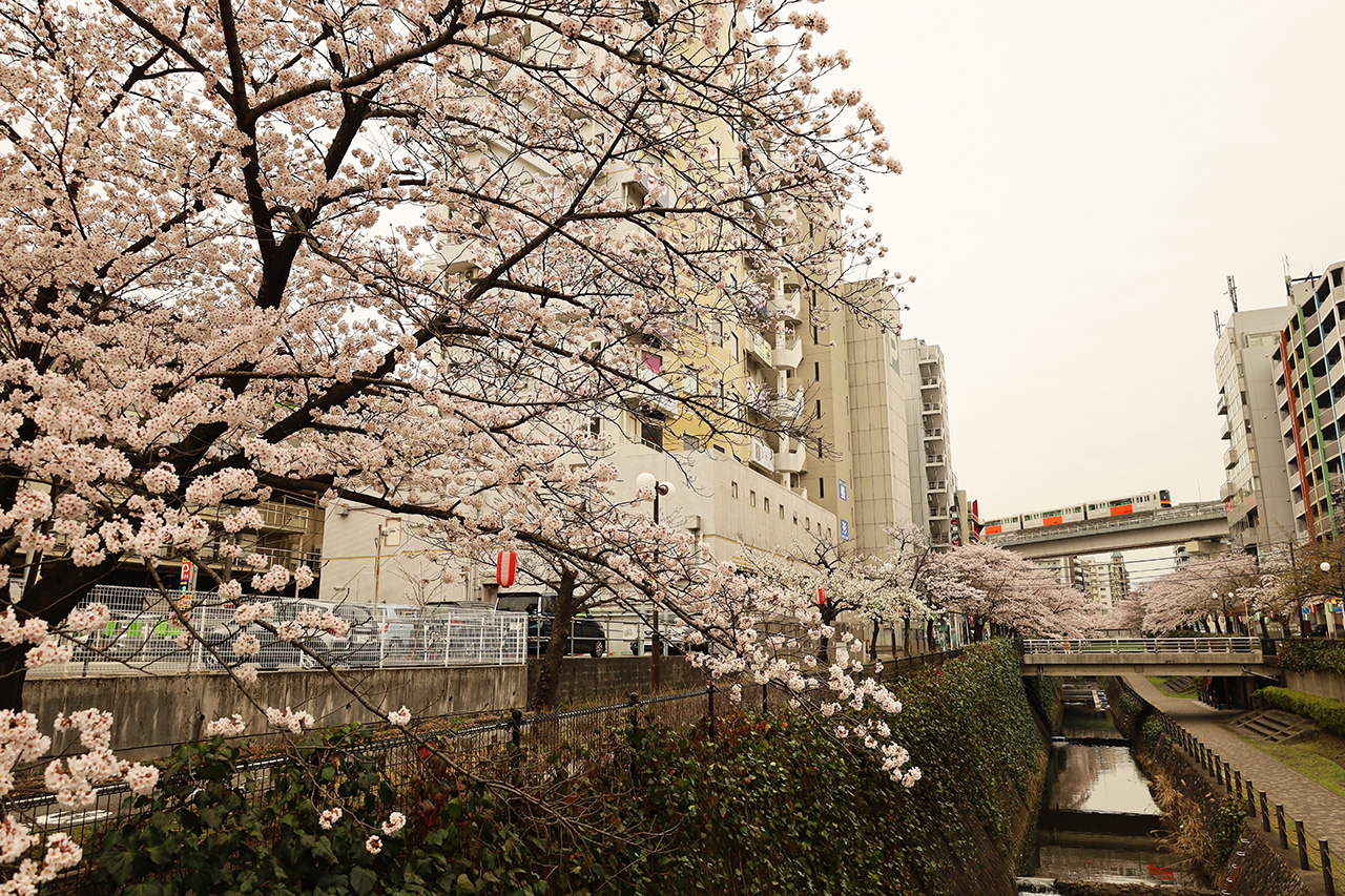 乞田川の夜桜を彩る！多摩センター桜イルミネーションが4/1より始まります♪