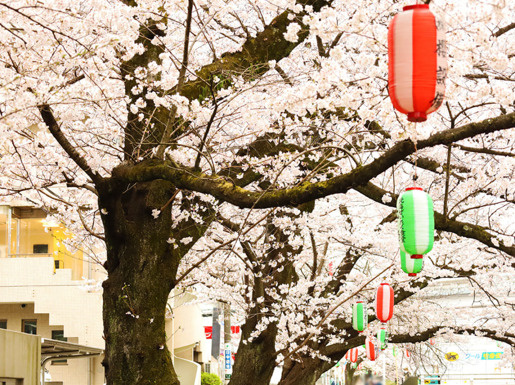 乞田川の夜桜を彩る！多摩センター桜イルミネーションが4/1より始まります♪