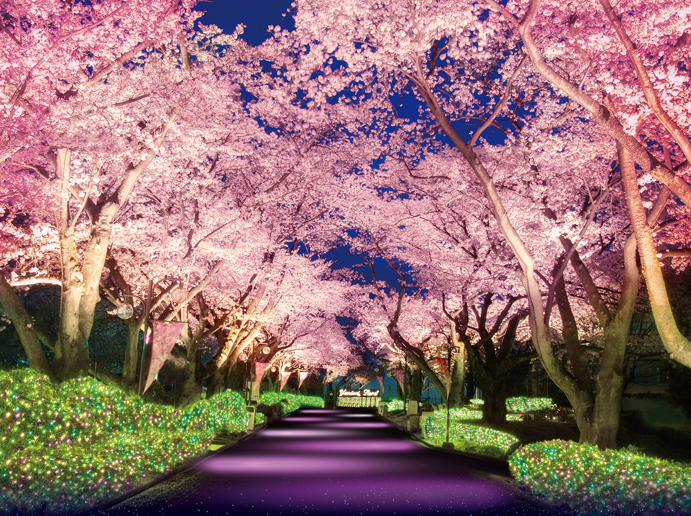 180ｍの幻想的な桜並木が輝く！『夜桜ジュエルミネーション』3月19日から！