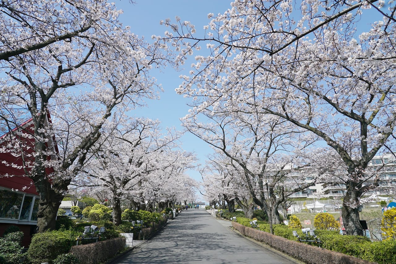 180ｍの幻想的な桜並木が輝く！『夜桜ジュエルミネーション』3月19日から！