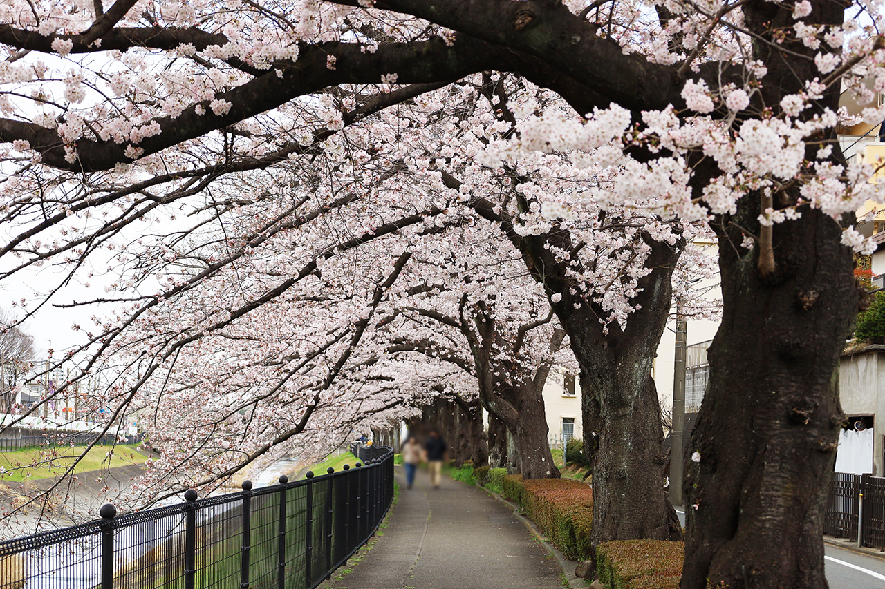 永山〜聖蹟桜ヶ丘エリアの桜散歩♪グルメと共にフォトレポート！