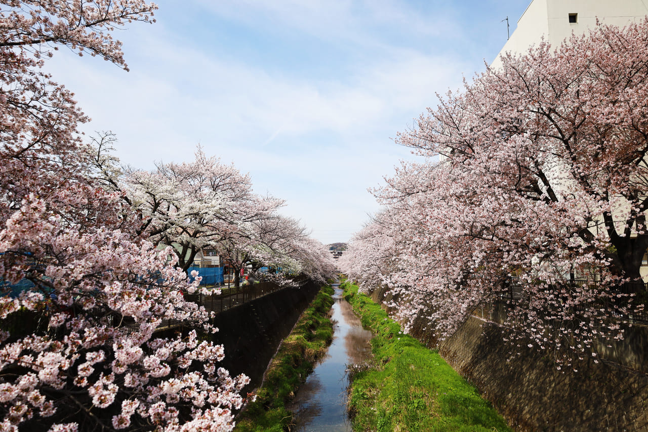 祭りムードが帰ってきた！『第12回　三沢川 桜・梨の花まつり』1日目フォト・レポート！