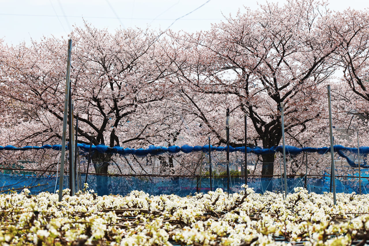 祭りムードが帰ってきた！『第12回　三沢川 桜・梨の花まつり』1日目フォト・レポート！