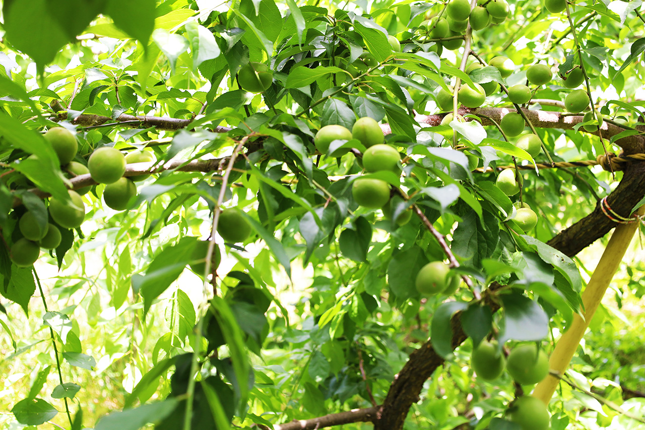 梅仕事の季節到来！東長沼の果樹園「川清園」の大粒の梅が旬を迎えています♪
