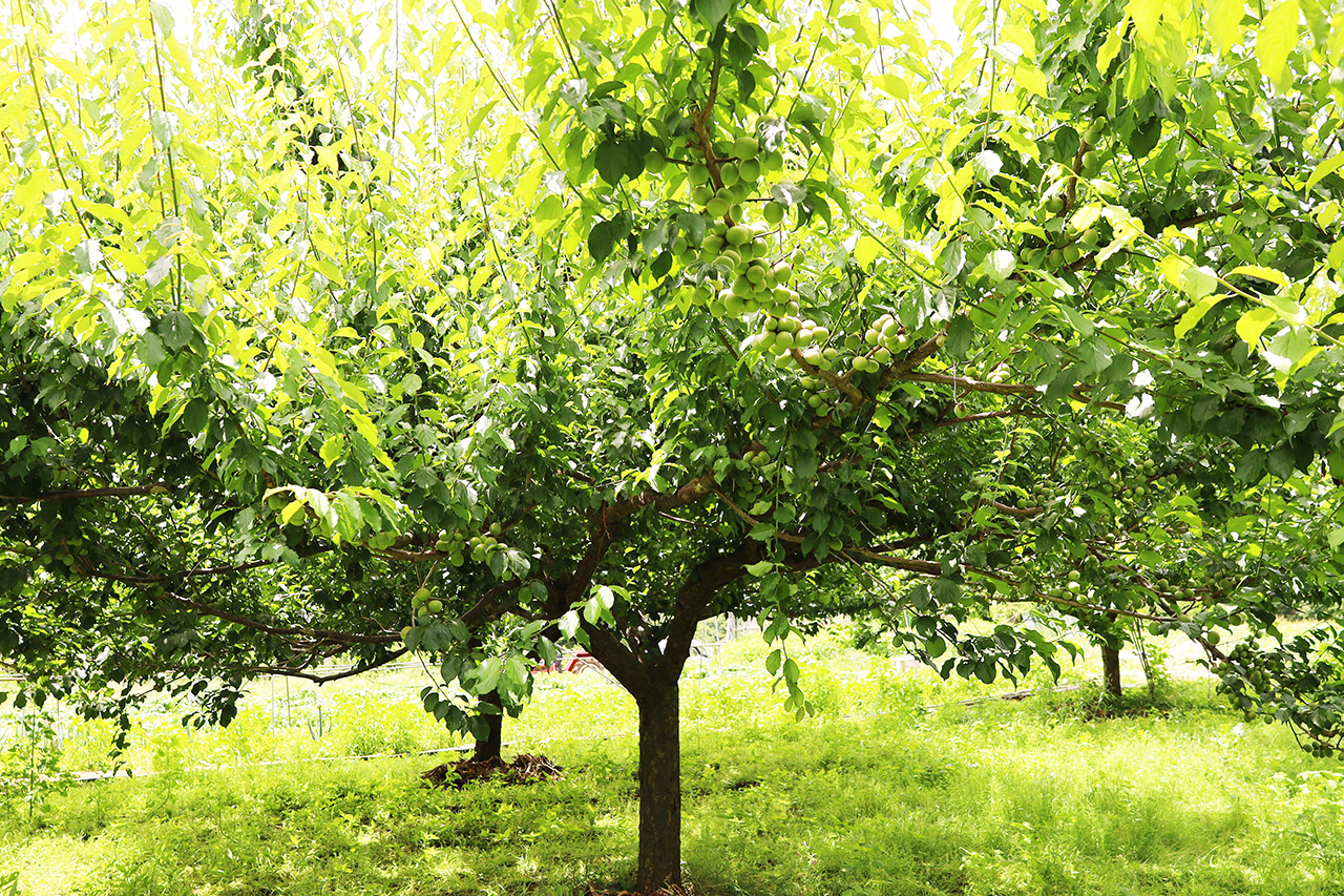 梅仕事の季節到来！東長沼の果樹園「川清園」の大粒の梅が旬を迎えています♪