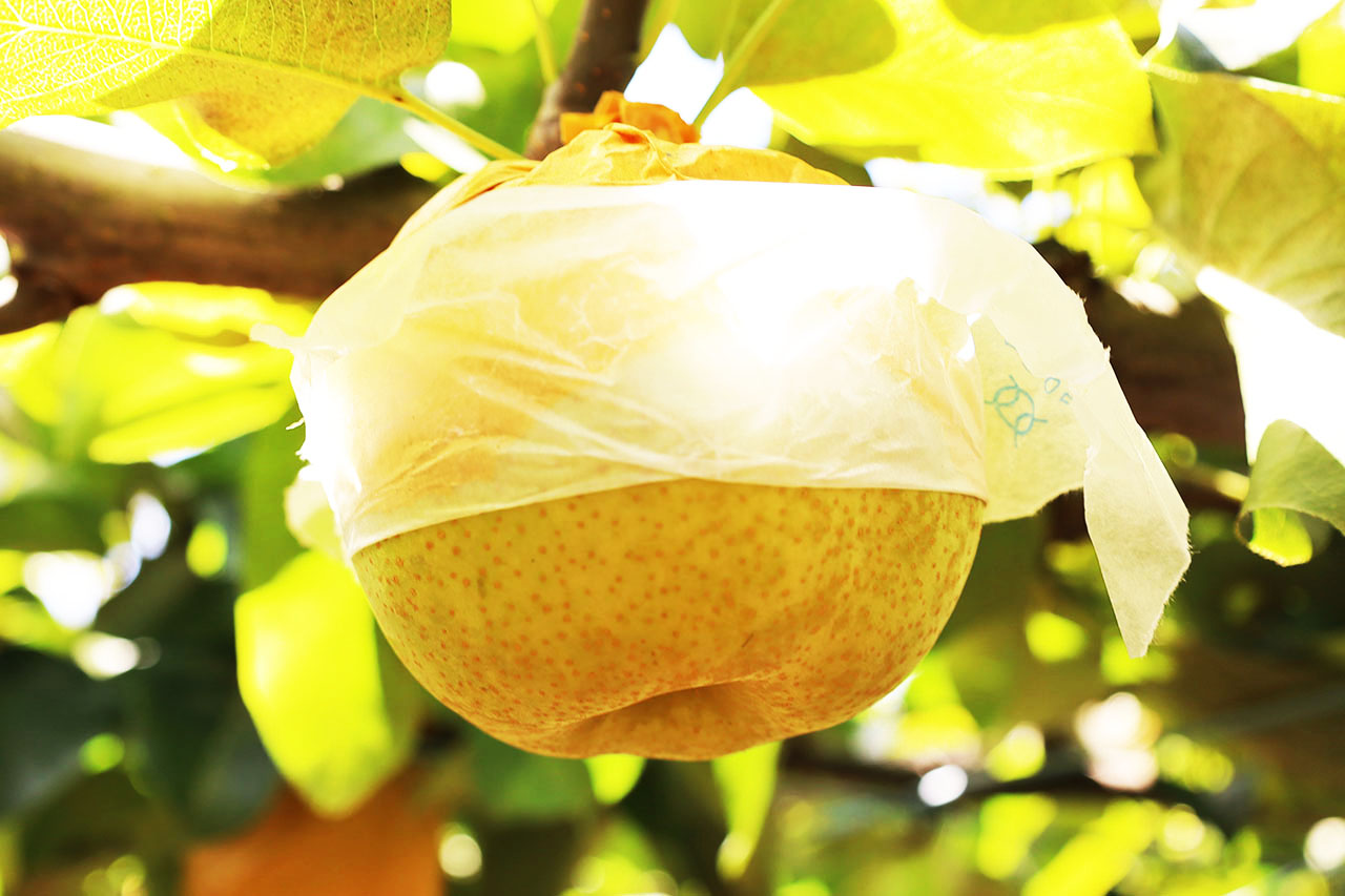 2022年の梨が稲城市で販売開始！直前の様子を梨畑からレポート！