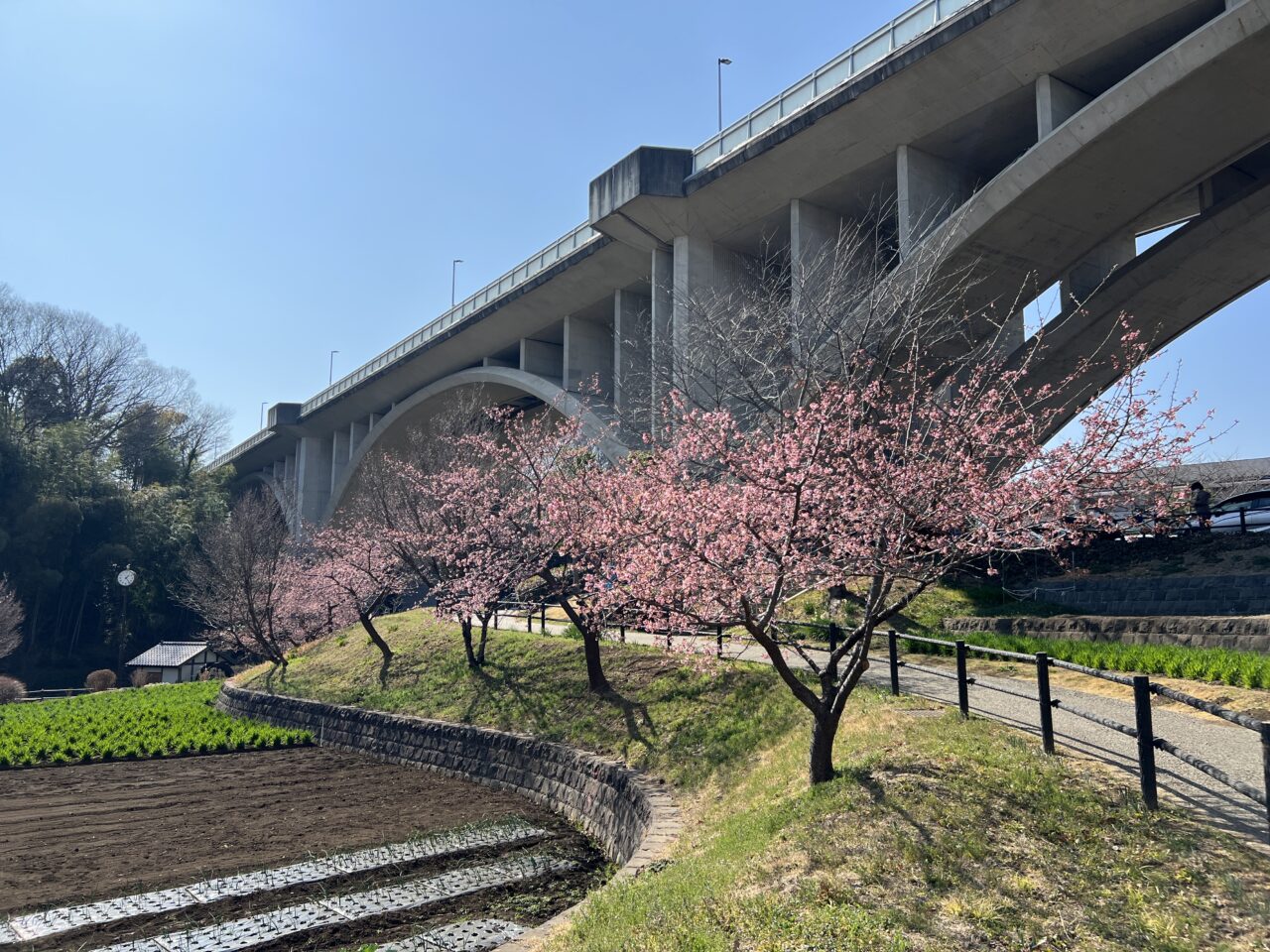 親水公園の河津桜