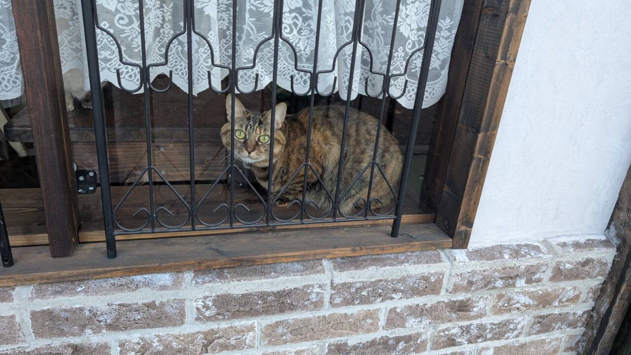 パドルビーの看板猫?