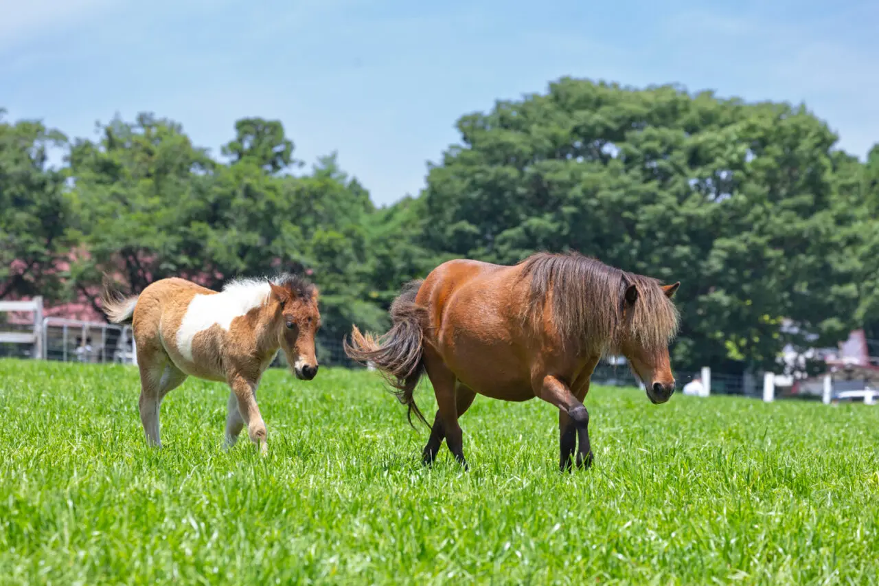 よみうりランドにミニチュアホースがやってくる！