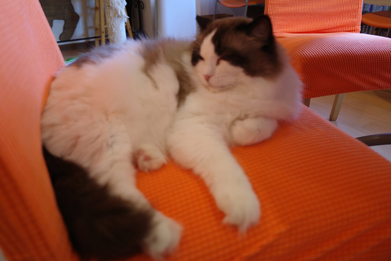 たまねこの可愛いラグドールちゃん