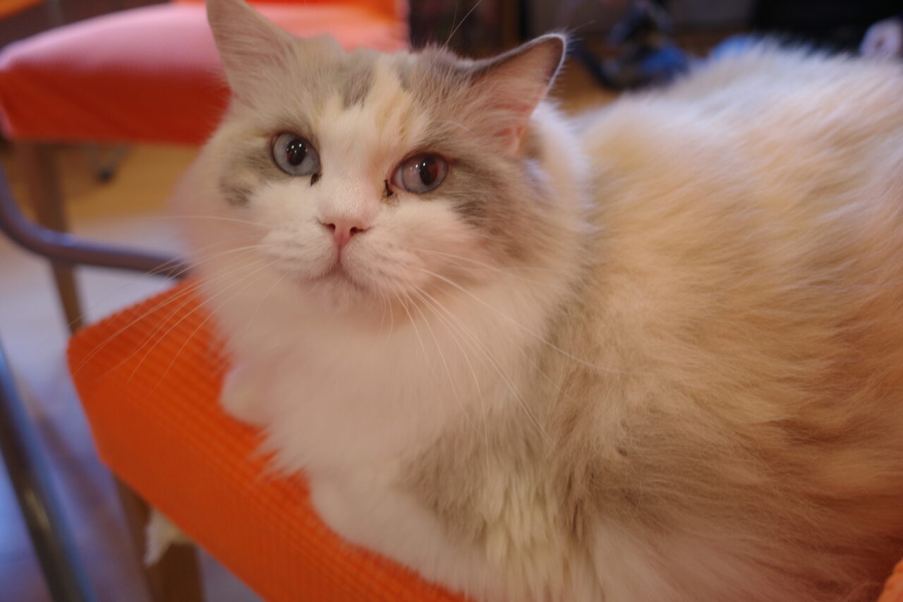 たまねこのラグドールちゃん