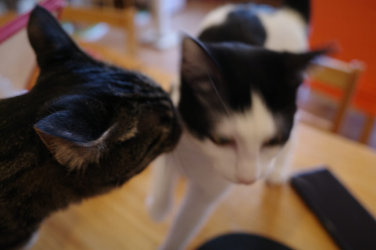 たまねこで遊ぶ保護猫ちゃんたち