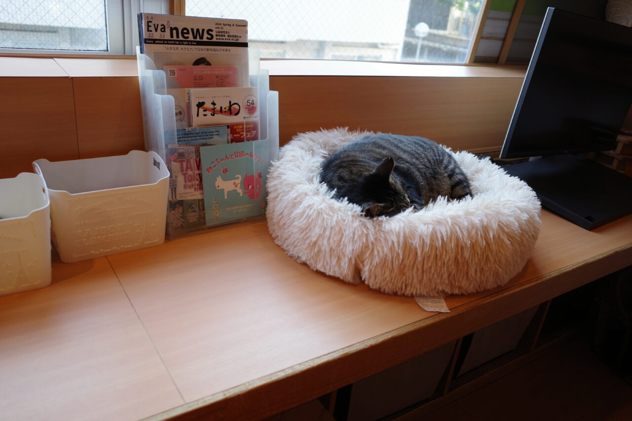 たまねこで暮らす保護猫ちゃん