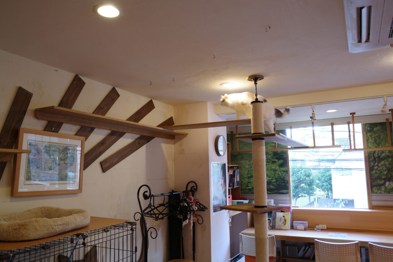 たまねこ店内は、キャットウォークが張り巡らされていて、猫たちもたっぷり運動できる空間です。