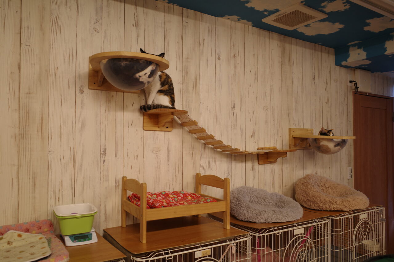 たまねこに併設されているシェルター